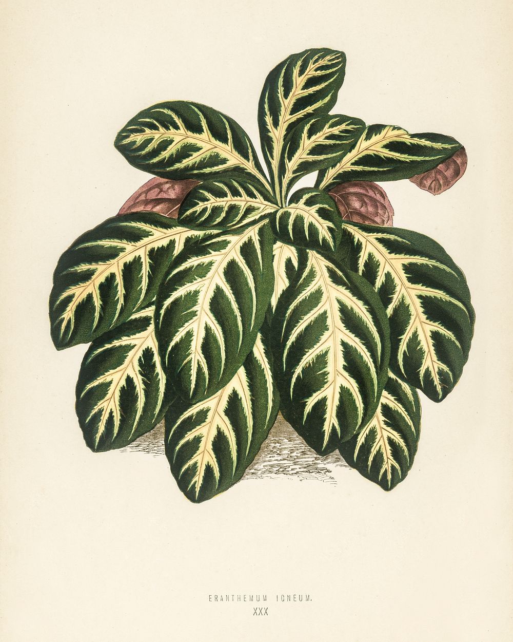 Eranthemum igneum. Digitally enhanced from our own 1929 edition of New and Rare Beautiful-Leaved Plants by Benjamin Fawcett…