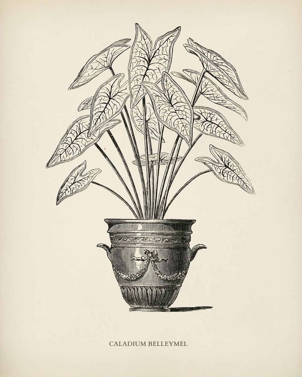 Angel Wings (Caladium Belleymei) engraved by Benjamin Fawcett (1808-1893) for Shirley Hibberd&rsquo;s (1825-1890) New and…