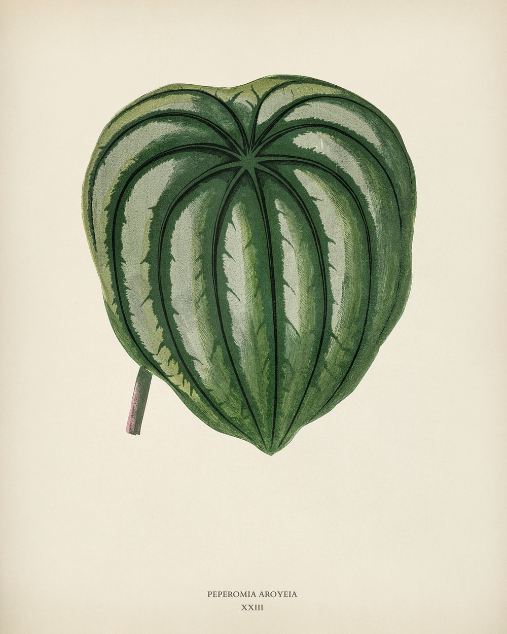 Pepper Elder (Peperomia Aroypeia) engraved by Benjamin Fawcett (1808-1893) for Shirley Hibberd&rsquo;s (1825-1890) New and…