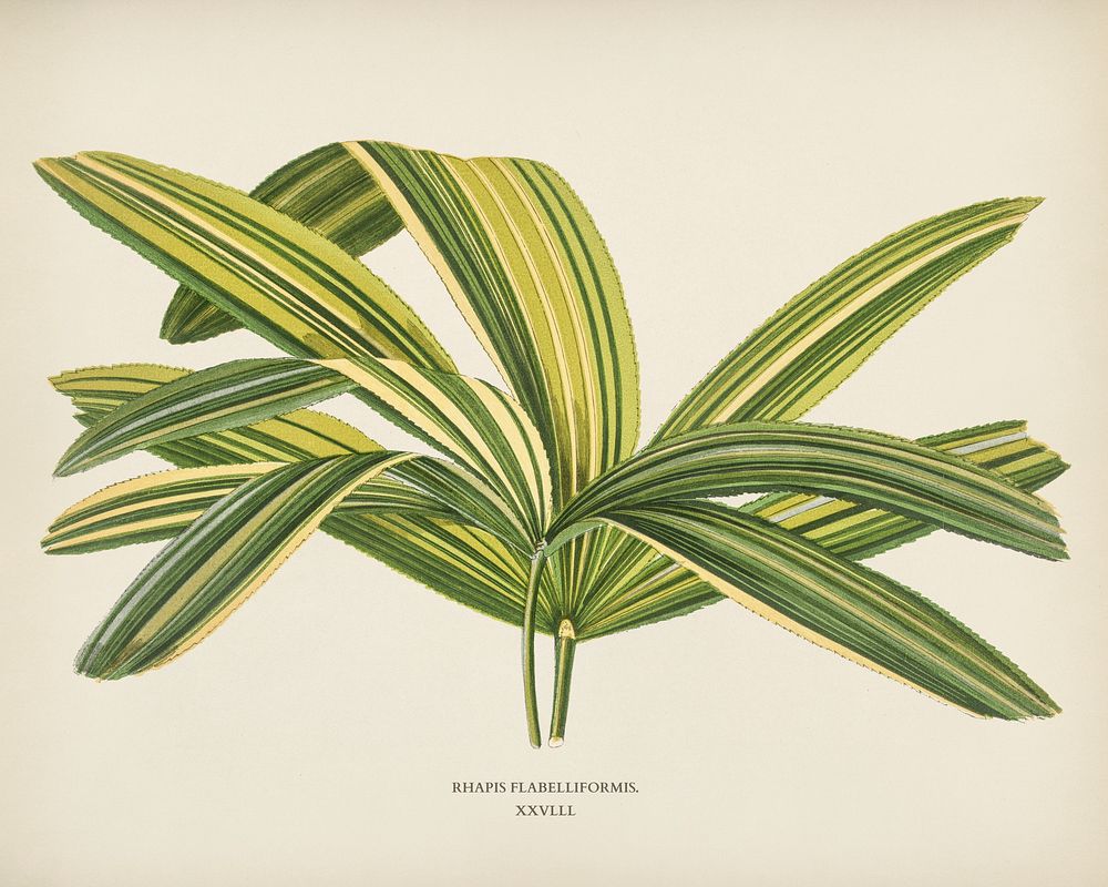 Slender Lady Palm (Rhapis Flabelliformis) engraved by Benjamin Fawcett (1808-1893) for Shirley Hibberd&rsquo;s (1825-1890)…