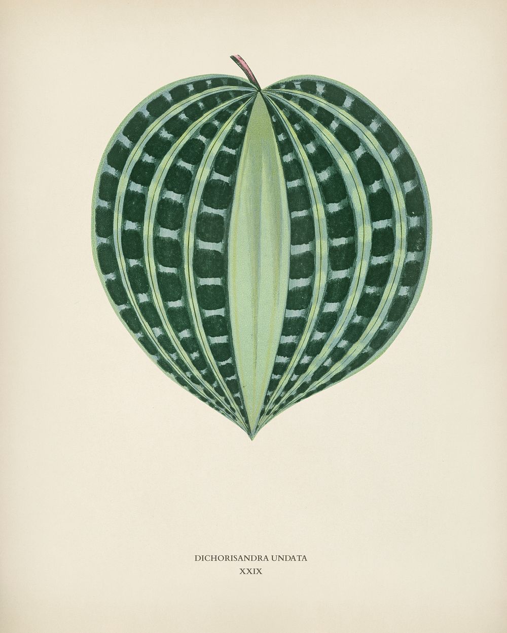 Seersucker Plant (Dichorisandra Undata) engraved by Benjamin Fawcett (1808-1893) for Shirley Hibberd&rsquo;s (1825-1890) New…