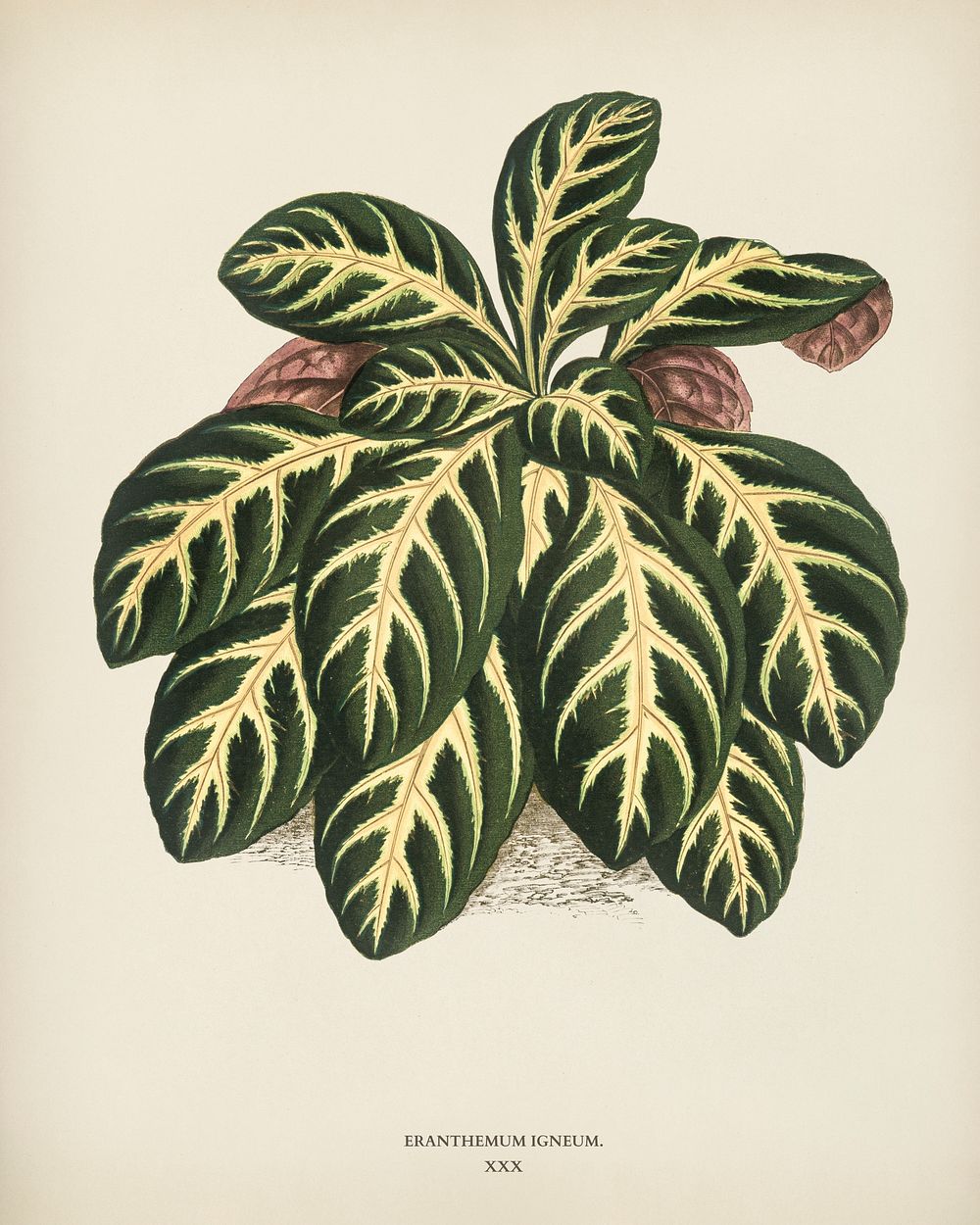 Eranthemum igneum engraved by Benjamin Fawcett (1808-1893) for Shirley Hibberd&rsquo;s (1825-1890) New and Rare Beautiful…