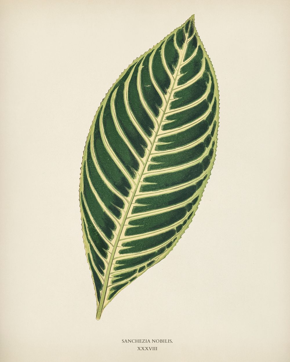 Tiger Plant (Sanchezia Nobilis) engraved by Benjamin Fawcett (1808-1893) for Shirley Hibberd&rsquo;s (1825-1890) New and…