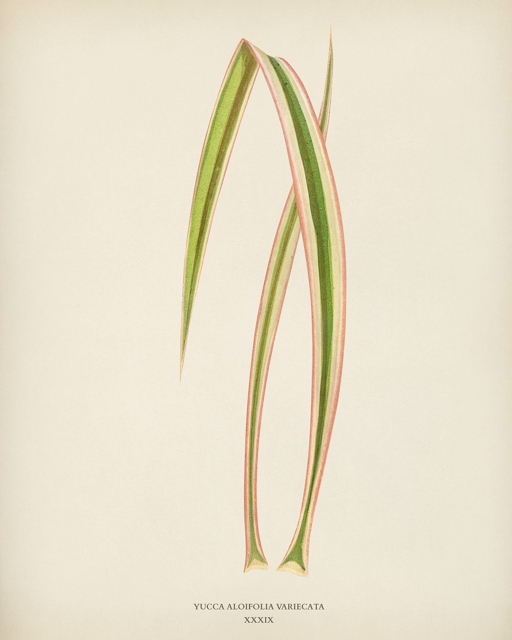 Dagger Plant (Yucca Aloifolia Variecata) engraved by Benjamin Fawcett (1808-1893) for Shirley Hibberd&rsquo;s (1825-1890)…