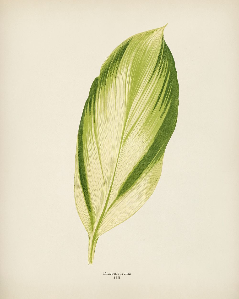 Dracaena recina engraved by Benjamin Fawcett (1808-1893) for Shirley Hibberd&rsquo;s (1825-1890) New and Rare Beautiful…