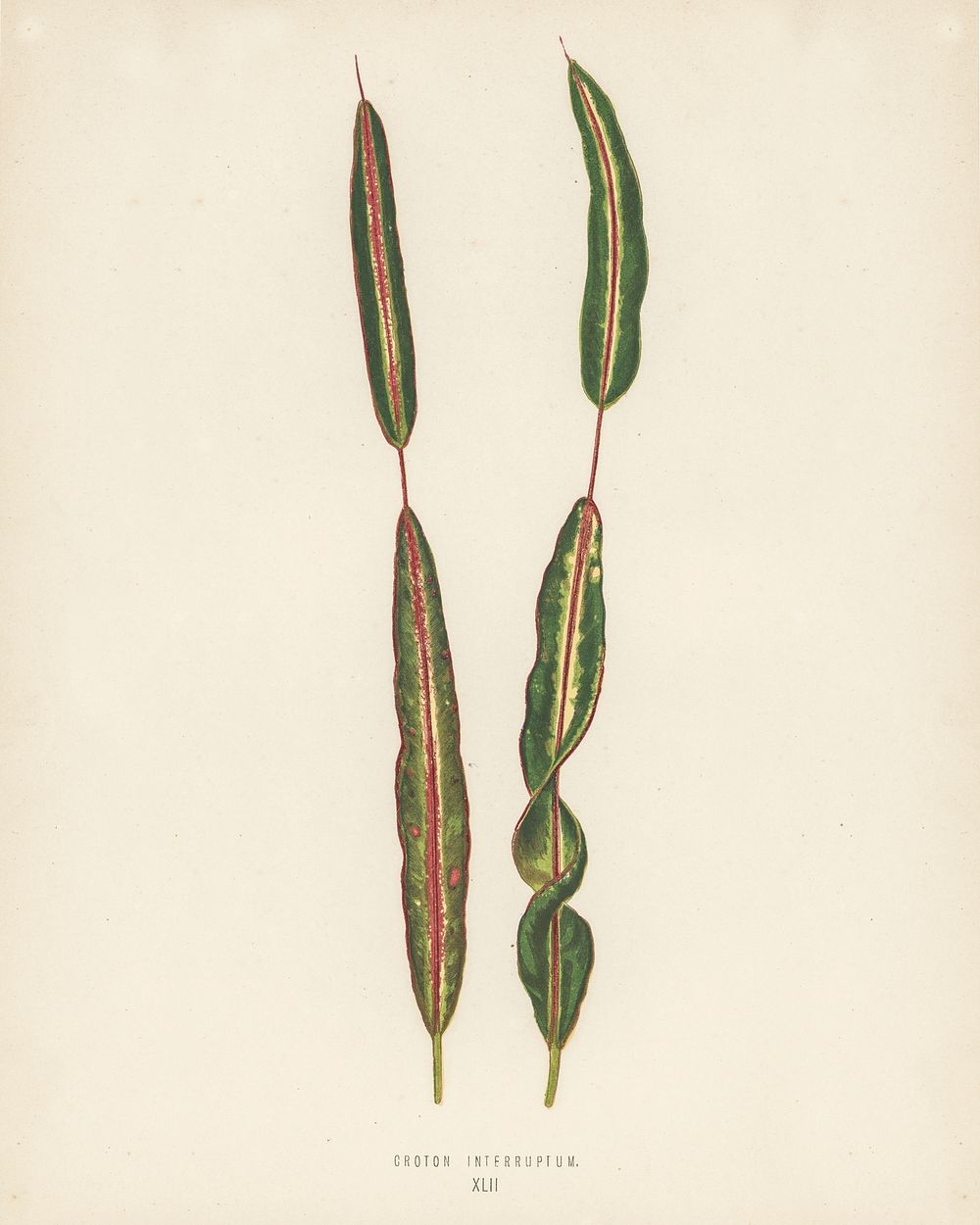 Croton interuptum. Digitally enhanced from our own 1929 edition of New and Rare Beautiful-Leaved Plants by Benjamin Fawcett…