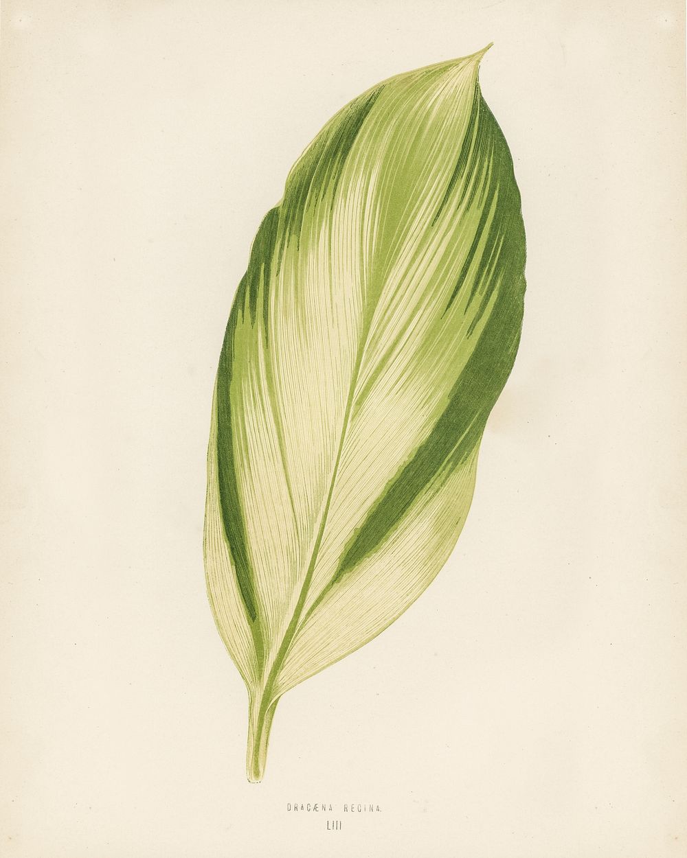 Dracaena recina. Digitally enhanced from our own 1929 edition of New and Rare Beautiful-Leaved Plants by Benjamin Fawcett…