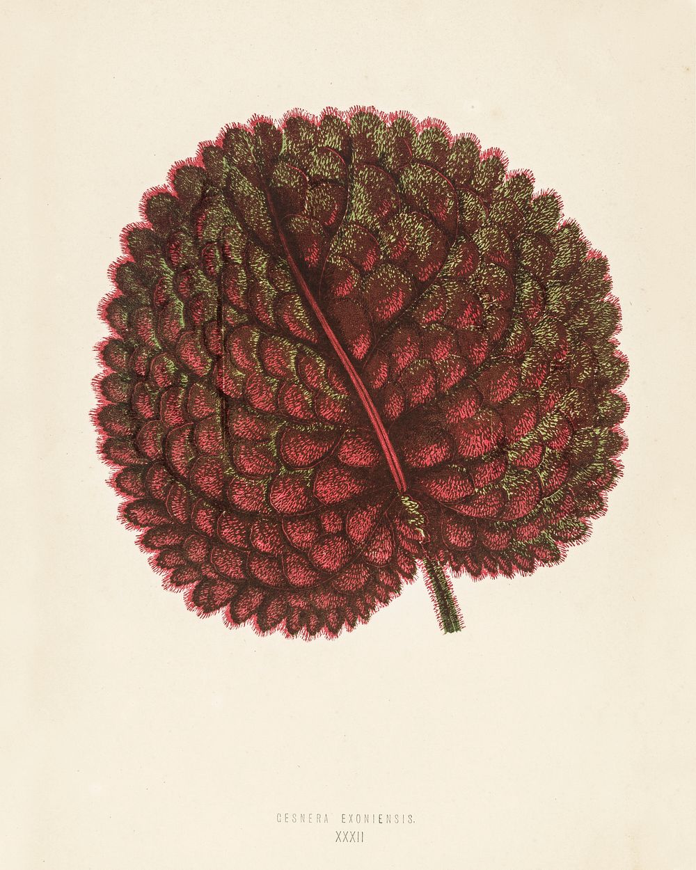 Gesnera exoniensis. Digitally enhanced from our own 1929 edition of New and Rare Beautiful-Leaved Plants by Benjamin Fawcett…
