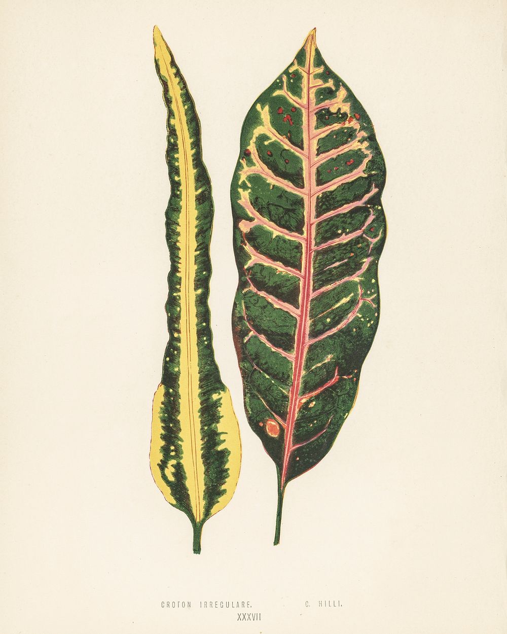 Croton irregulare. Digitally enhanced from our own 1929 edition of New and Rare Beautiful-Leaved Plants by Benjamin Fawcett…