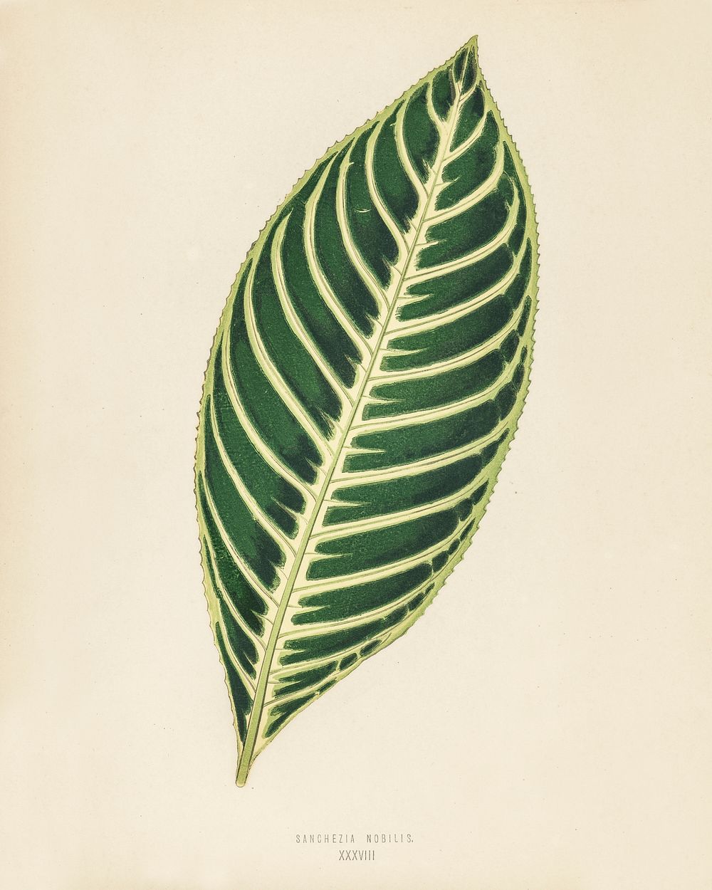 Tiger Plant (Sanchezia Nobilis). Digitally enhanced from our own 1929 edition of New and Rare Beautiful-Leaved Plants by…