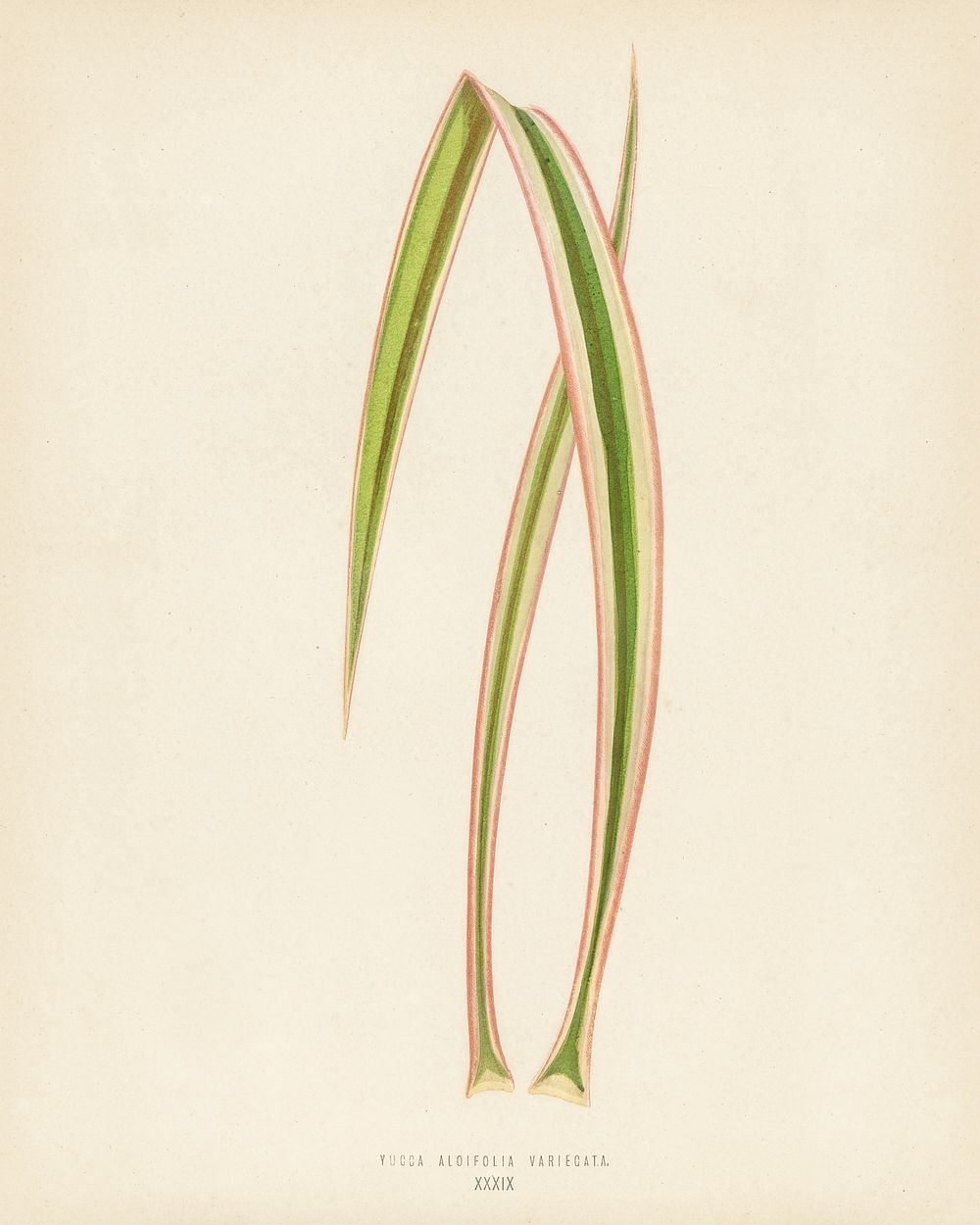 Dagger Plant (Yucca Aloifolia Variecata). Digitally enhanced from our own 1929 edition of New and Rare Beautiful-Leaved…