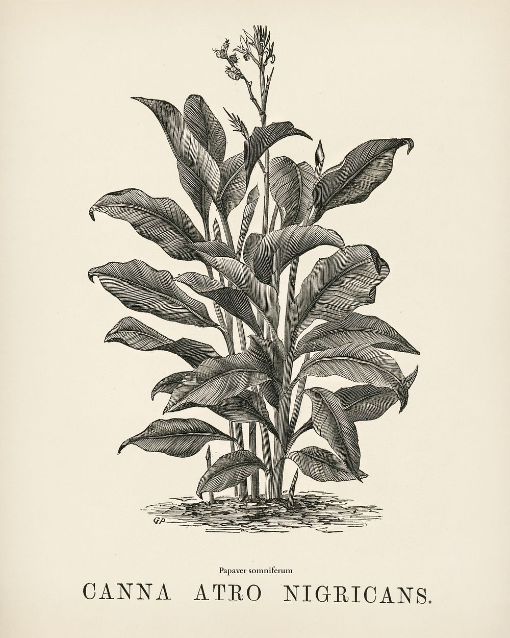 Indian Canna (Canna atro nigricans) engraved by Benjamin Fawcett (1808-1893) for Shirley Hibberd&rsquo;s (1825-1890) New and…