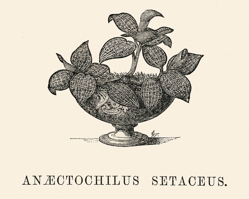 Anaectochilus Setaceus engraved by Benjamin Fawcett (1808-1893) for Shirley Hibberd&rsquo;s (1825-1890) New and Rare…