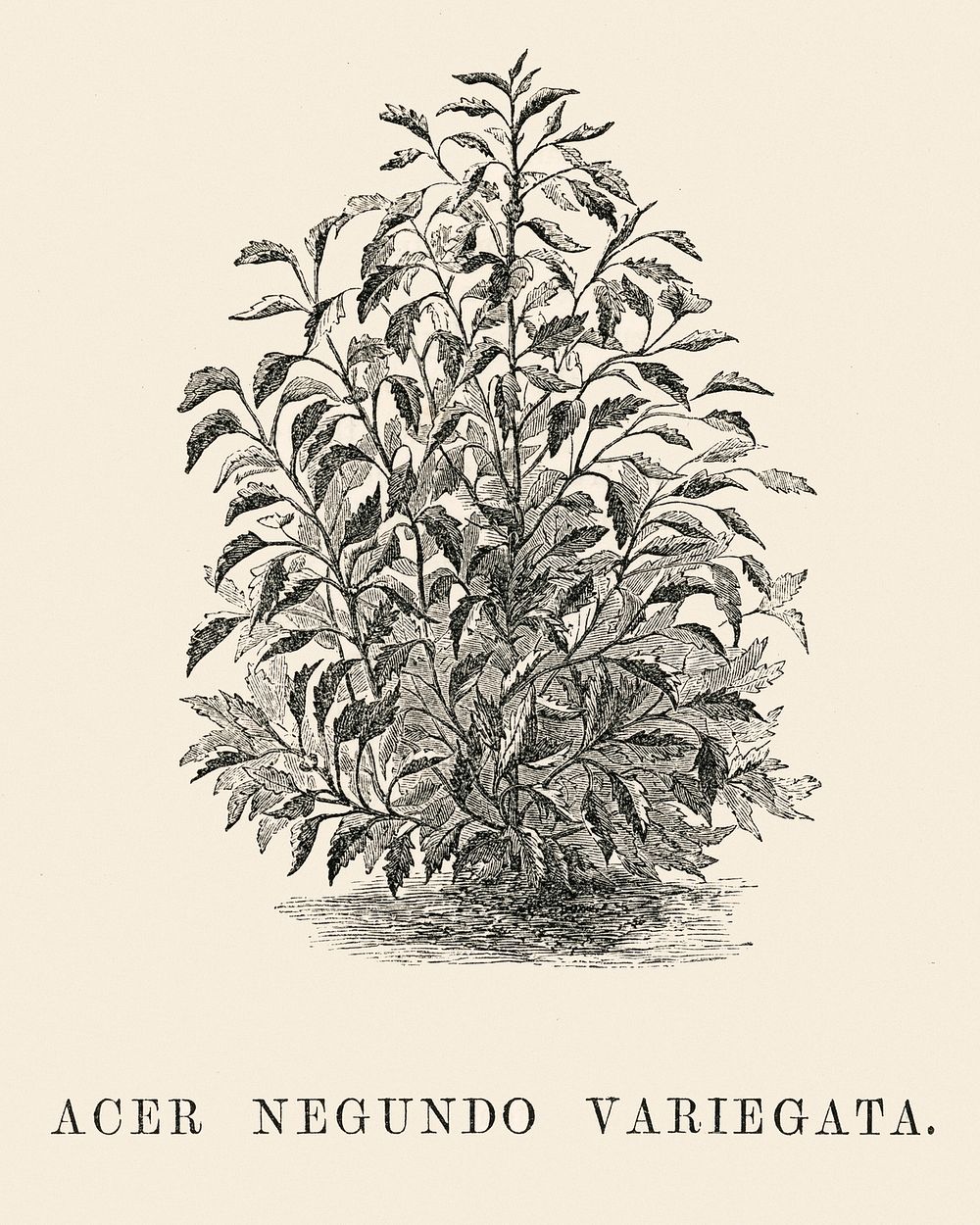 Acer Negundo Variegata engraved by Benjamin Fawcett (1808-1893) for Shirley Hibberd&rsquo;s (1825-1890) New and Rare…