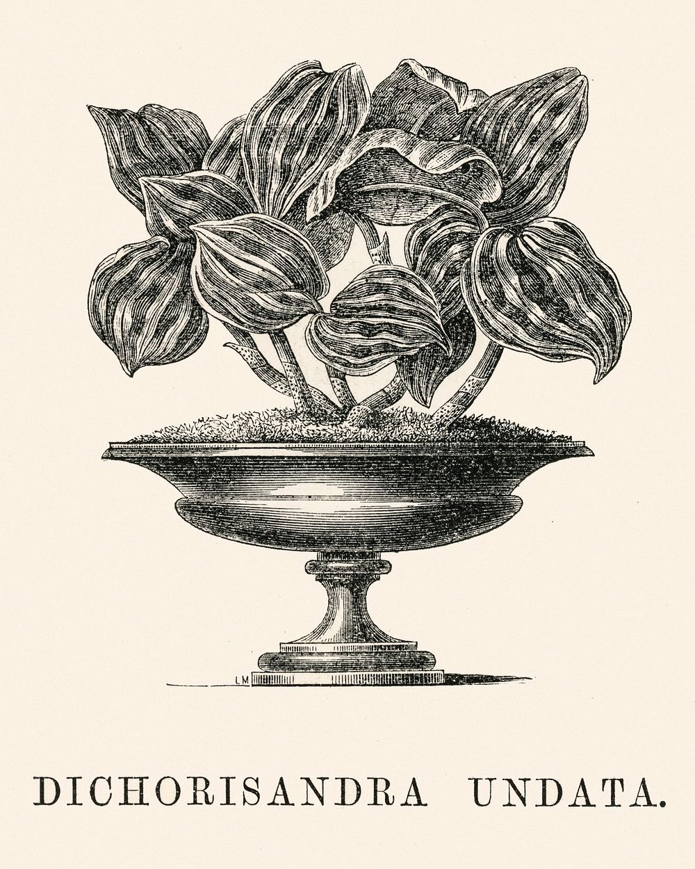 Dichorisandra Undata engraved by Benjamin Fawcett (1808-1893) for Shirley Hibberd&rsquo;s (1825-1890) New and Rare Beautiful…
