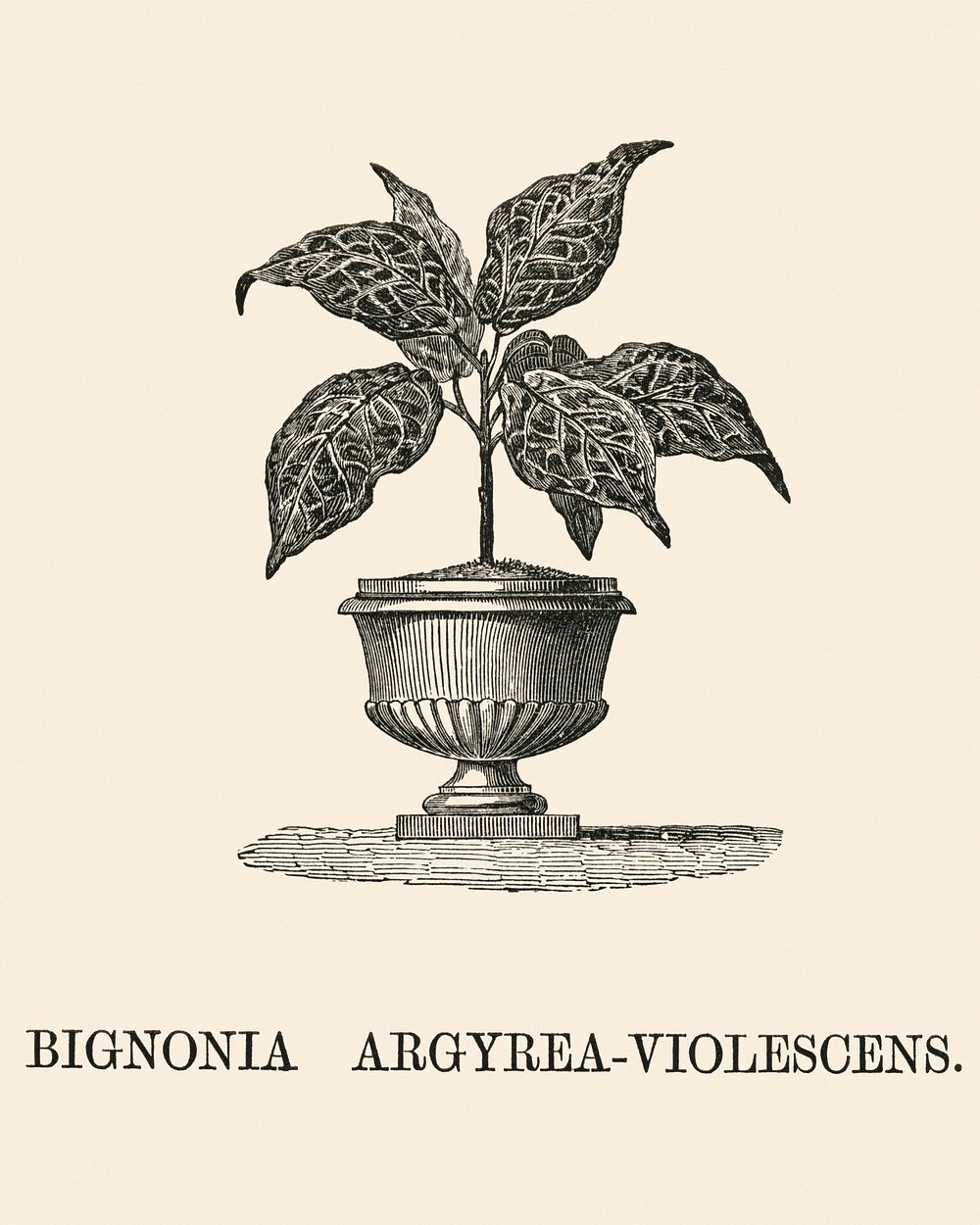 Bignonia Argyrea Violescens engraved by Benjamin Fawcett (1808-1893) for Shirley Hibberd&rsquo;s (1825-1890) New and Rare…