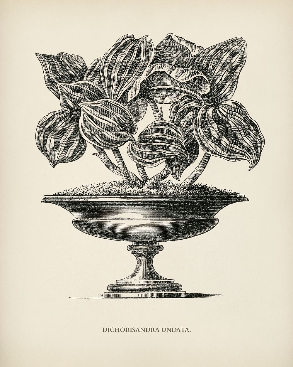Dichorisandra Undata engraved by Benjamin Fawcett (1808-1893) for Shirley Hibberd&rsquo;s (1825-1890) New and Rare Beautiful…