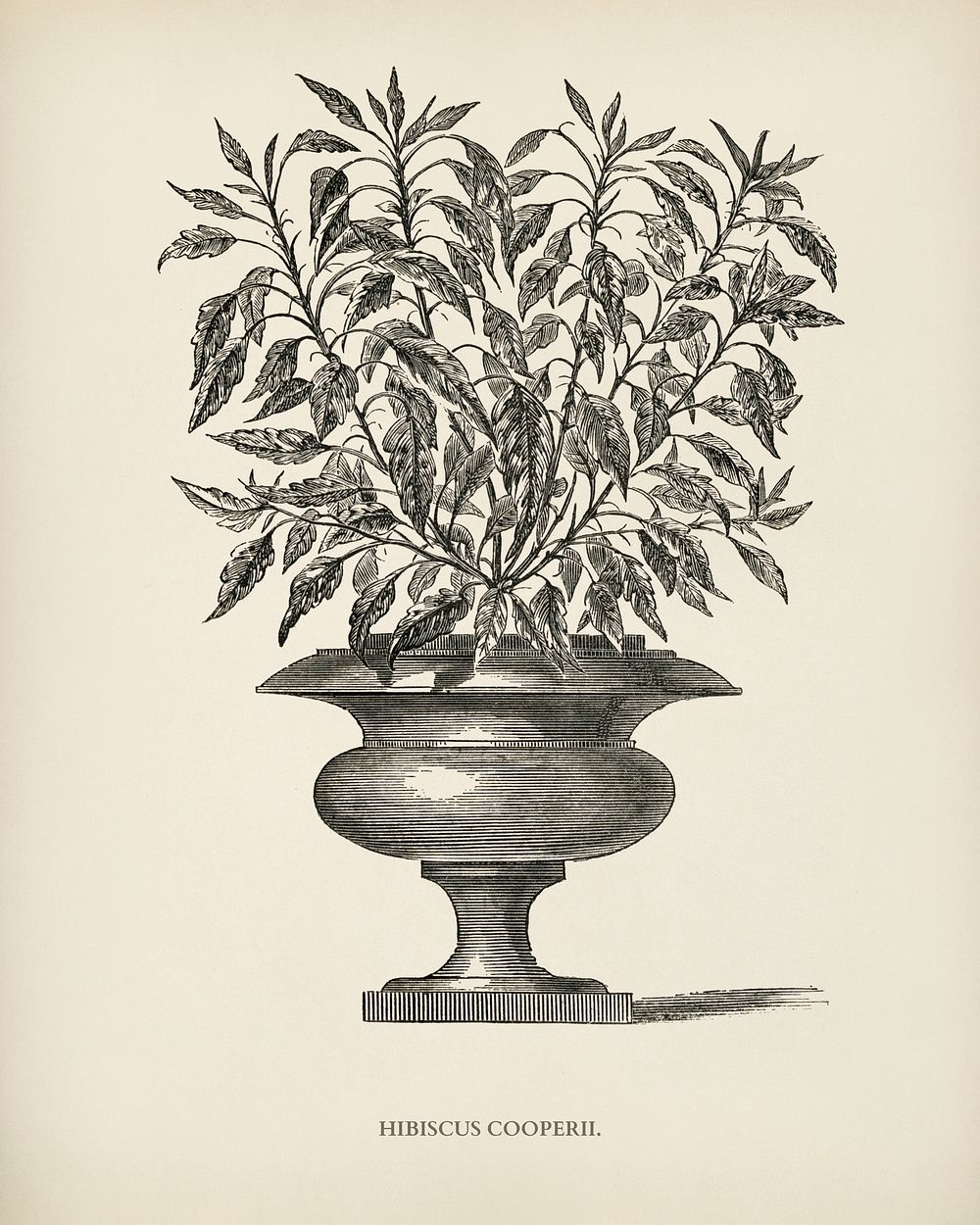 Hibiscus Cooperi engraved by Benjamin Fawcett (1808-1893) for Shirley Hibberd&rsquo;s (1825-1890) New and Rare Beautiful…