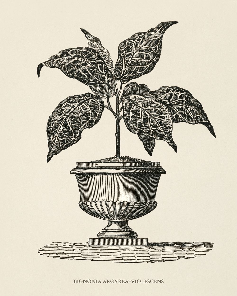 Bignonia Argyrea Violescens engraved by Benjamin Fawcett (1808-1893) for Shirley Hibberd&rsquo;s (1825-1890) New and Rare…