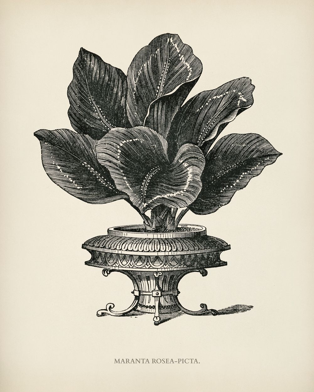 Maranta Rosea Picta engraved by Benjamin Fawcett (1808-1893) for Shirley Hibberd&rsquo;s (1825-1890) New and Rare Beautiful…