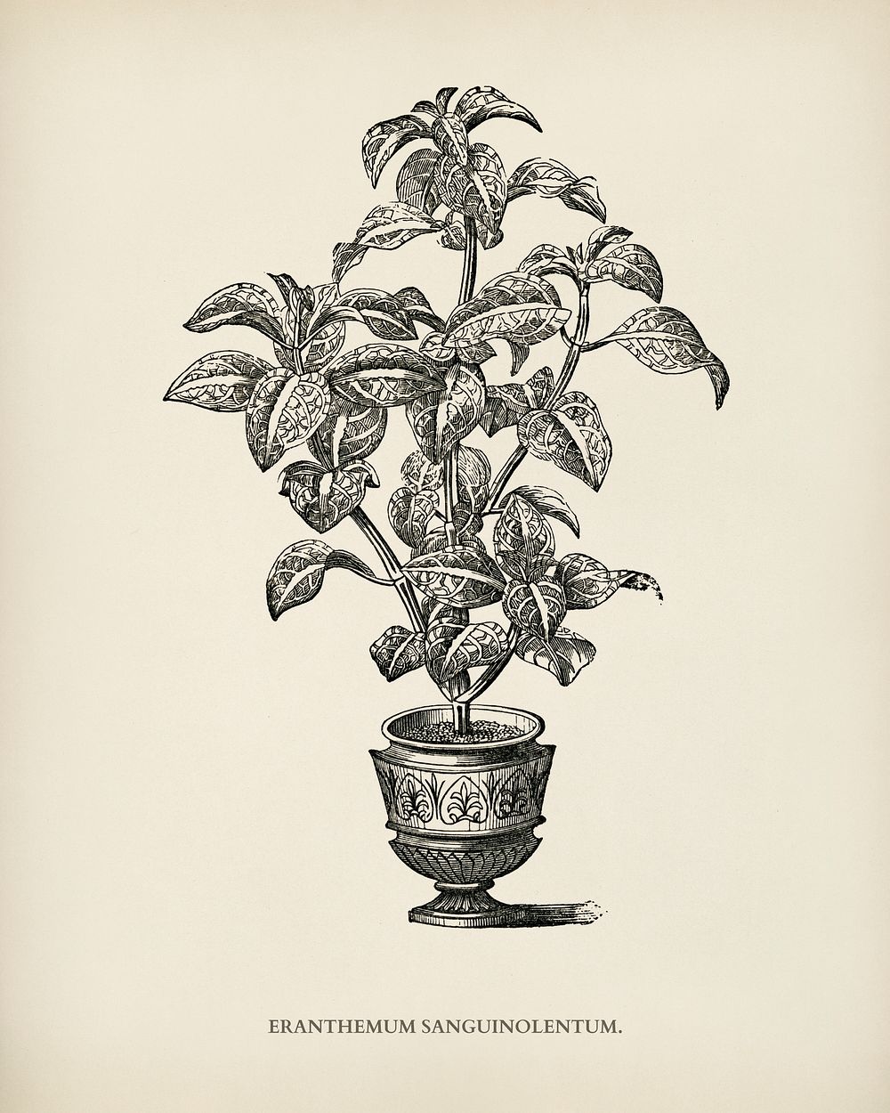 Eranthemum Sanguinolenthum engraved by Benjamin Fawcett (1808-1893) for Shirley Hibberd&rsquo;s (1825-1890) New and Rare…