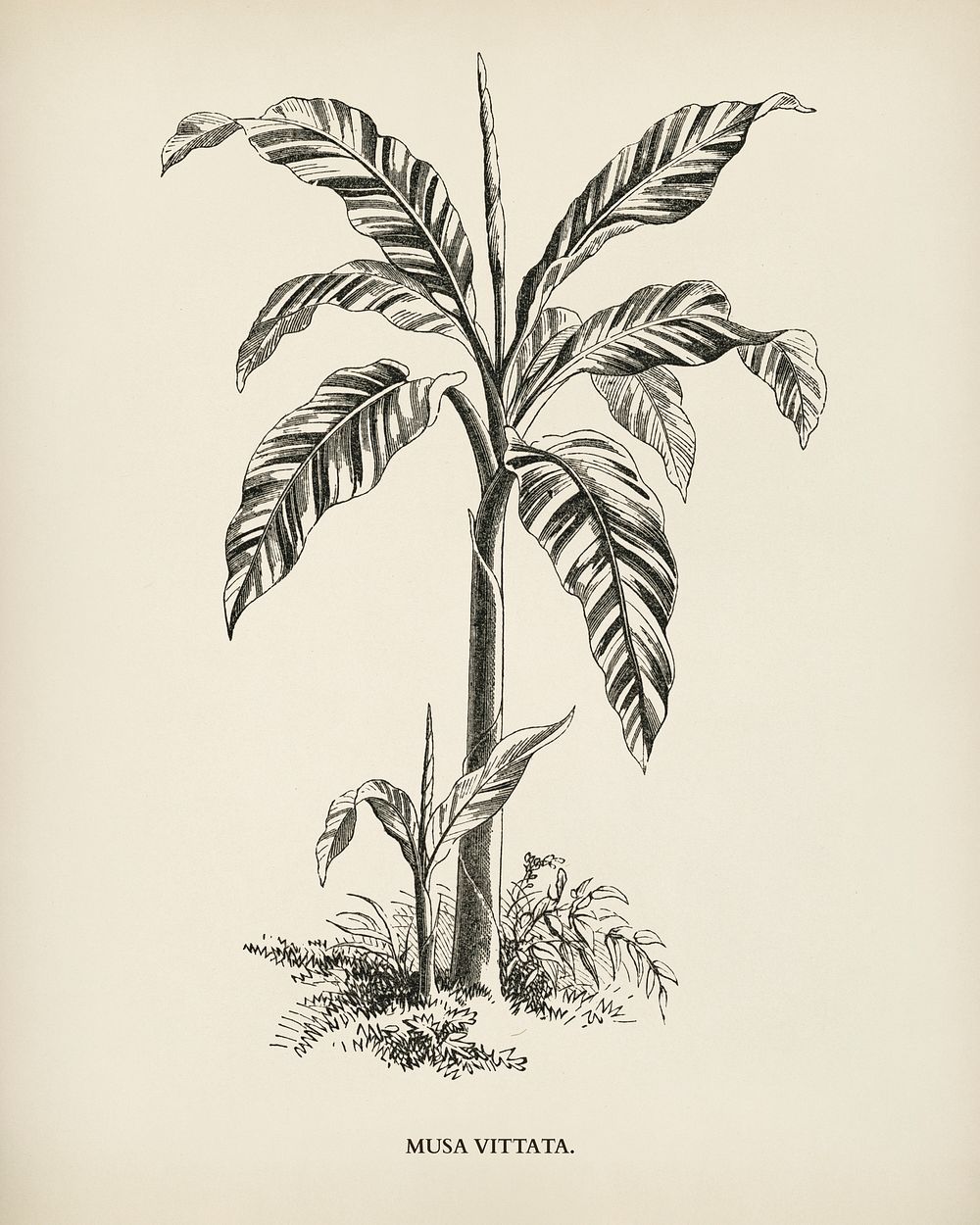 Musa Vittata engraved by Benjamin Fawcett (1808-1893) for Shirley Hibberd&rsquo;s (1825-1890) New and Rare Beautiful-Leaved…