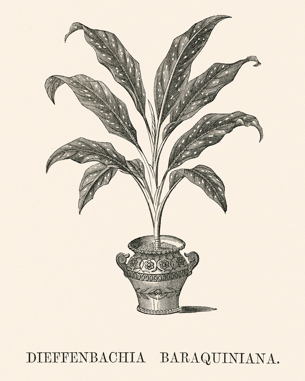 Dieffenbachia Baraquiniana engraved by Benjamin Fawcett (1808-1893) for Shirley Hibberd&rsquo;s (1825-1890) New and Rare…