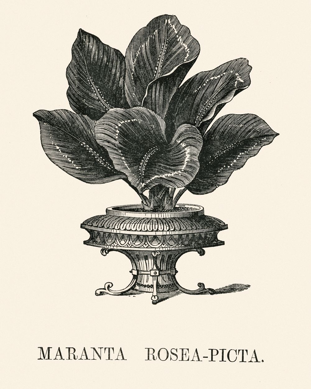 Rose-painted calathea ( Maranta rosea -picta) engraved by Benjamin Fawcett (1808-1893) for Shirley Hibberd&rsquo;s (1825…
