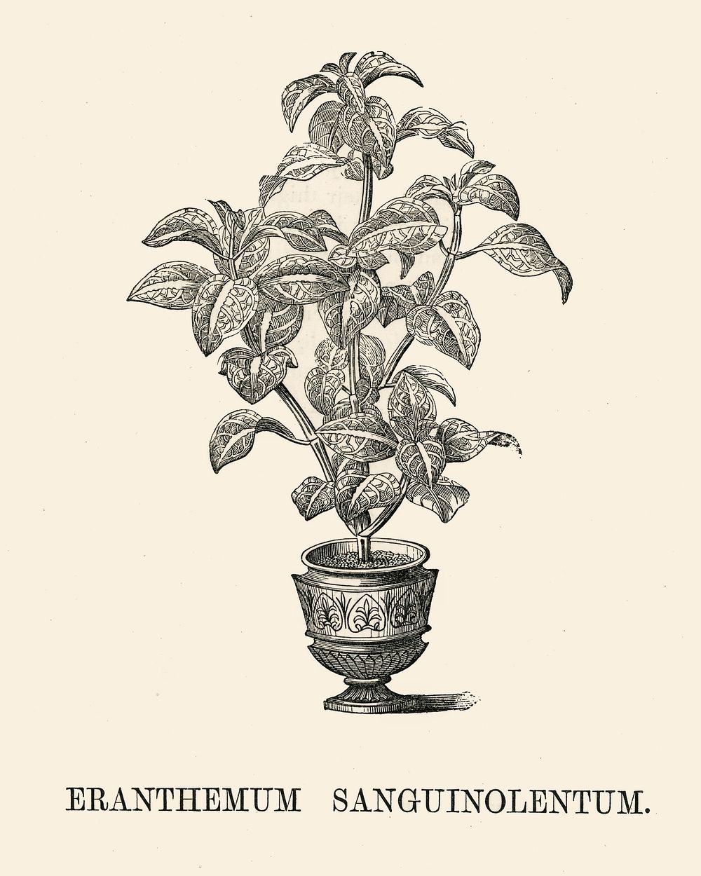 Eranthemum Sanguinolentum engraved by Benjamin Fawcett (1808-1893) for Shirley Hibberd&rsquo;s (1825-1890) New and Rare…