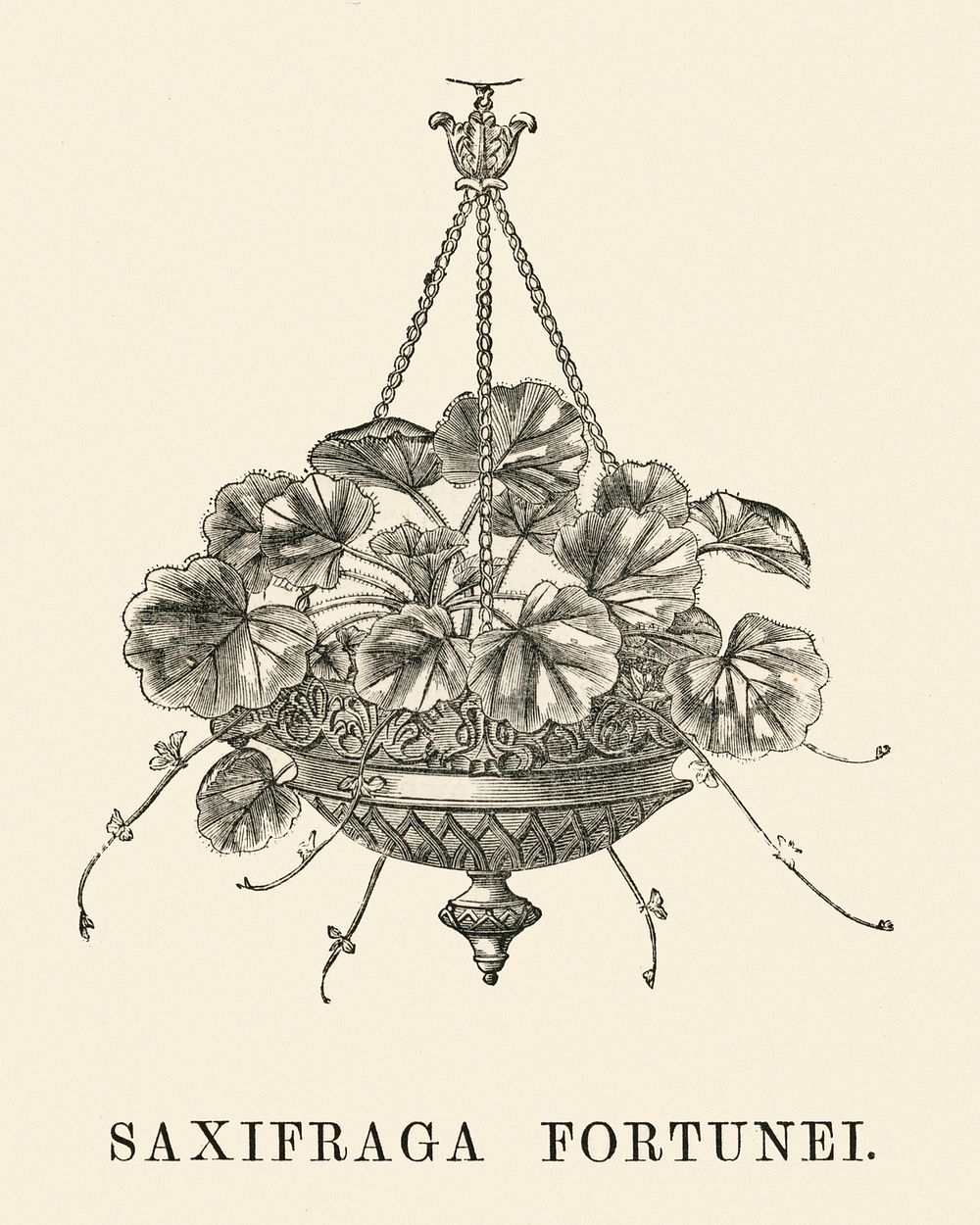 Saxifraga Fortunei engraved by Benjamin Fawcett (1808-1893) for Shirley Hibberd&rsquo;s (1825-1890) New and Rare Beautiful…