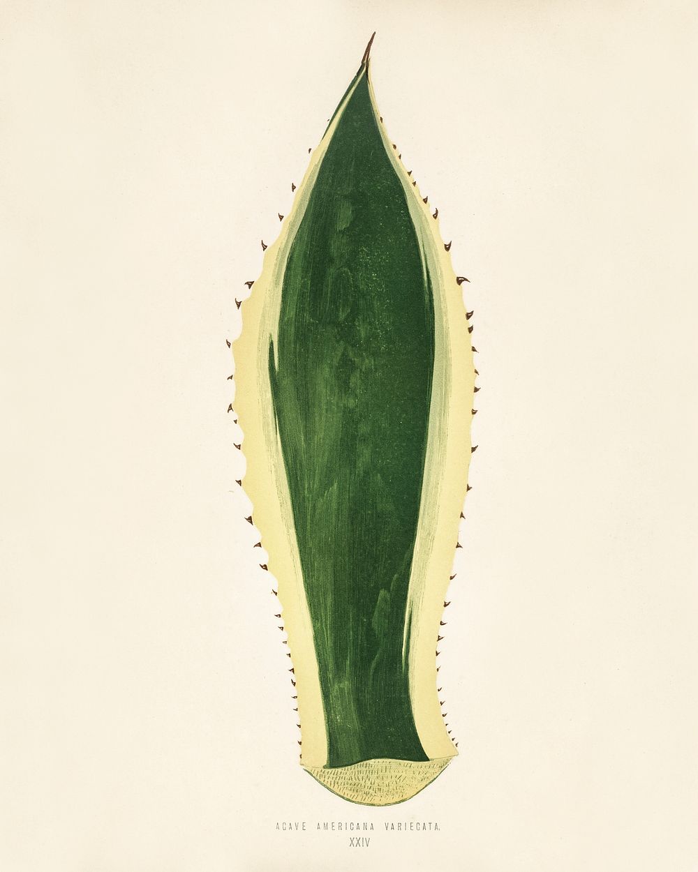 Sentry plant (Agave americana Variegata).  Digitally enhanced from our own 1929 edition of New and Rare Beautiful-Leaved…