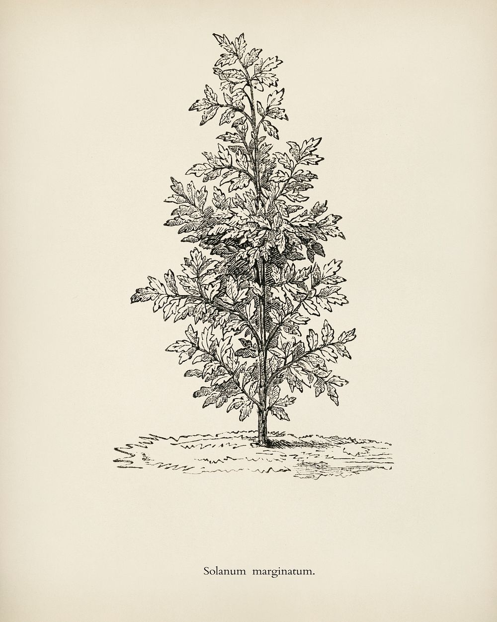 Purple African Nightshade(Solanum Marginatum) engraved by Benjamin Fawcett (1808-1893) for Shirley Hibberd&rsquo;s (1825…