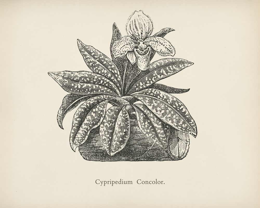 Cypredium Concolor engraved by Benjamin Fawcett (1808-1893) for Shirley Hibberd&rsquo;s (1825-1890) New and Rare Beautiful…