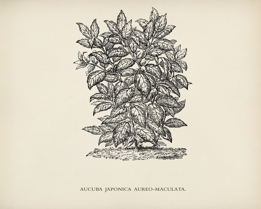 Aucuba Japonica Aureo Maculata engraved by Benjamin Fawcett (1808-1893) for Shirley Hibberd&rsquo;s (1825-1890) New and Rare…