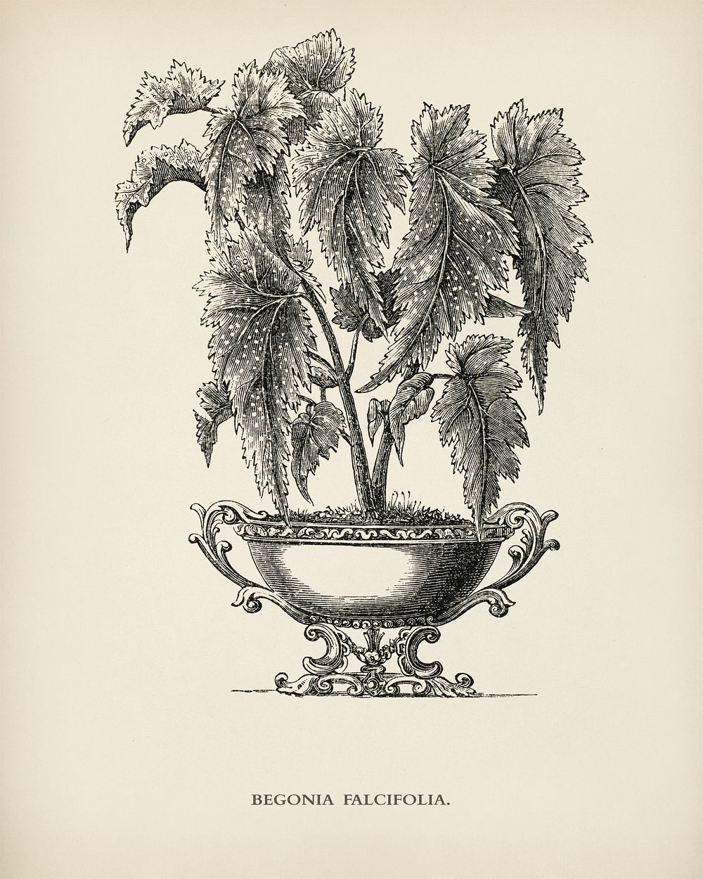 Begonia Falcifolia engraved by Benjamin Fawcett (1808-1893) for Shirley Hibberd&rsquo;s (1825-1890) New and Rare Beautiful…