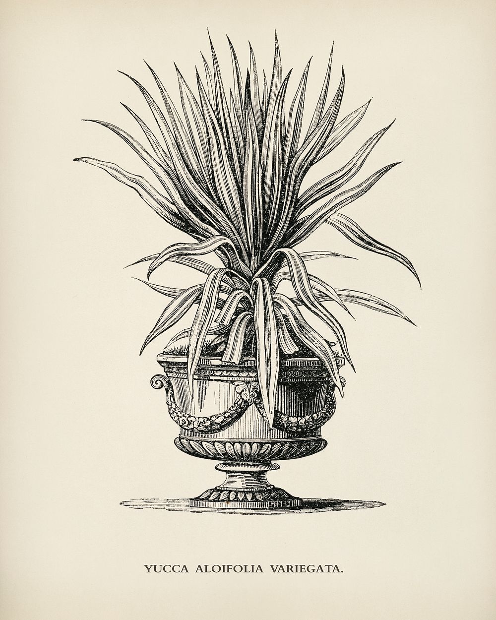 Dagger plant (Yucca aloifolia variegata) engraved by Benjamin Fawcett (1808-1893) for Shirley Hibberd&rsquo;s (1825-1890)…