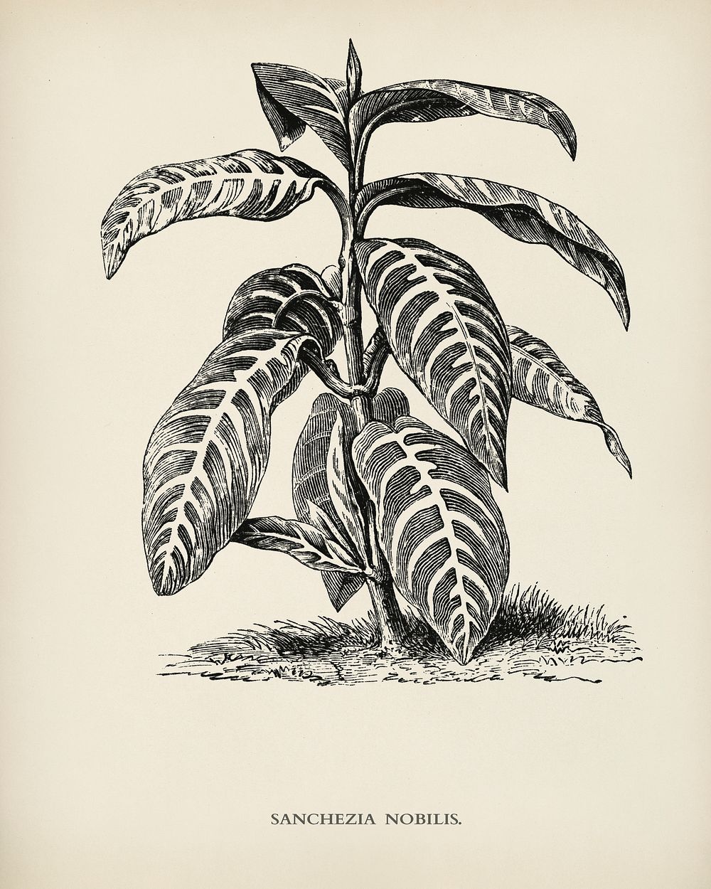Sanchezia Nobilis engraved by Benjamin Fawcett (1808-1893) for Shirley Hibberd&rsquo;s (1825-1890) New and Rare Beautiful…