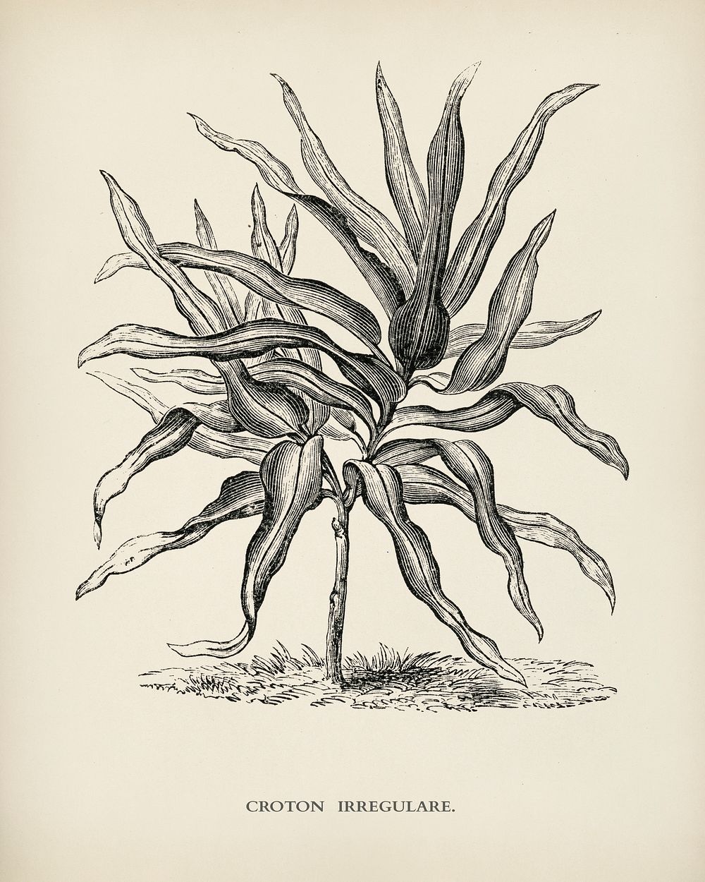 Croton Irregulare engraved by Benjamin Fawcett (1808-1893) for Shirley Hibberd&rsquo;s (1825-1890) New and Rare Beautiful…