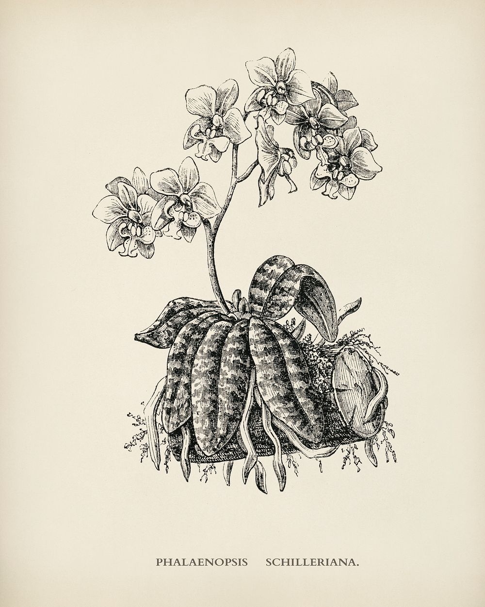 Moth Orchid (Phalaenopsis Schilleriana) engraved by Benjamin Fawcett (1808-1893) for Shirley Hibberd&rsquo;s (1825-1890) New…