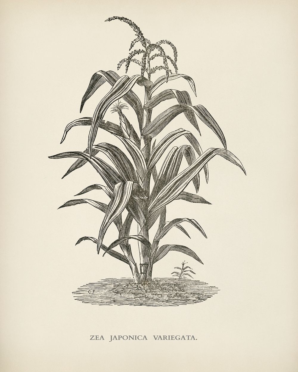 Variegated Japanese Corn ( Zea japonica variegata) engraved by Benjamin Fawcett (1808-1893) for Shirley Hibberd&rsquo;s…