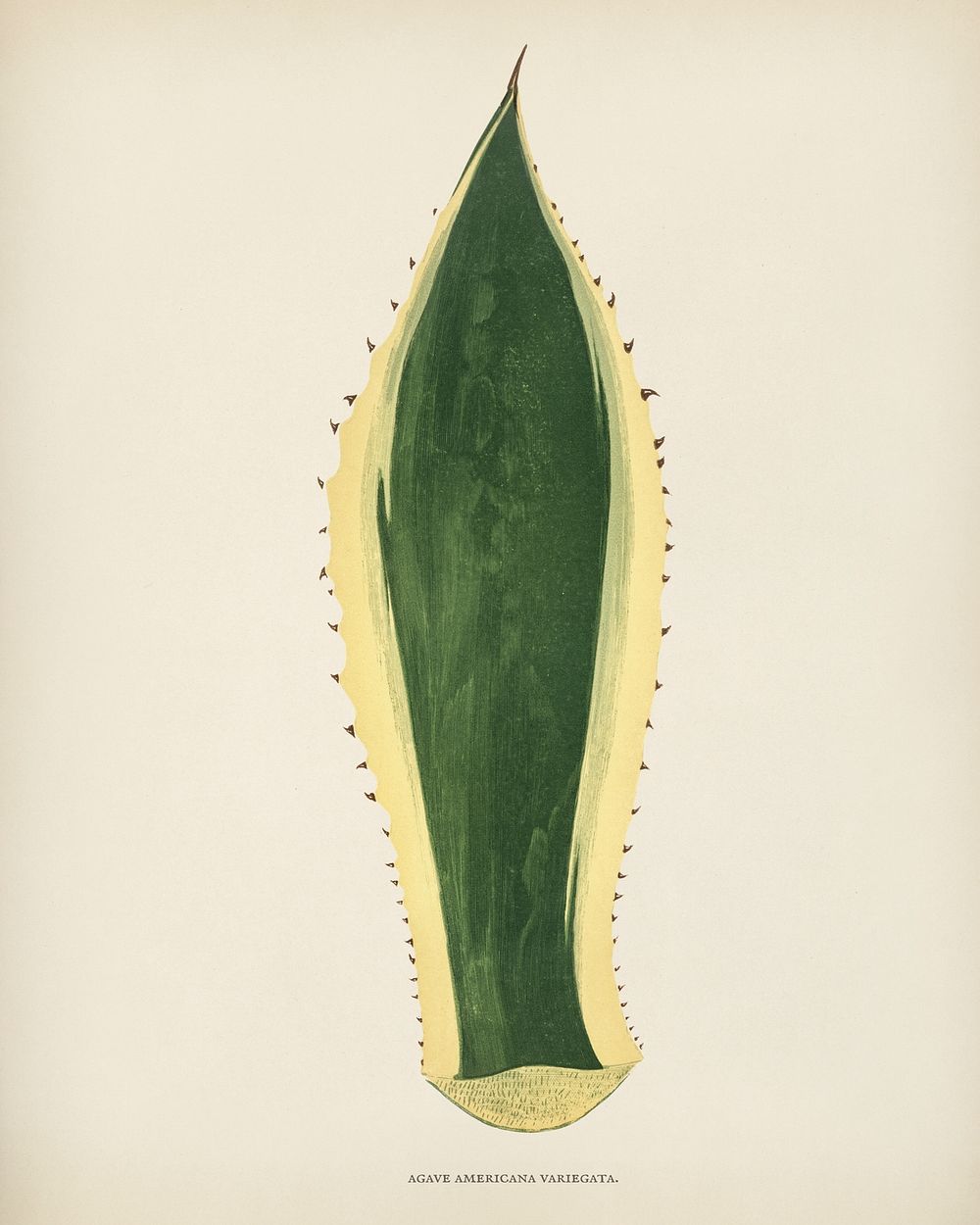 Sentry plant (Agave americana Variegata) engraved by Benjamin Fawcett (1808-1893) for Shirley Hibberd&rsquo;s (1825-1890)…