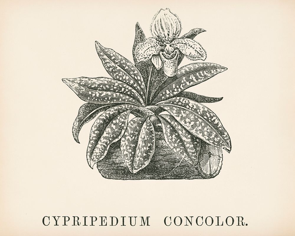 Cypripedium Concolor engraved by Benjamin Fawcett (1808-1893) for Shirley Hibberd&rsquo;s (1825-1890) New and Rare Beautiful…