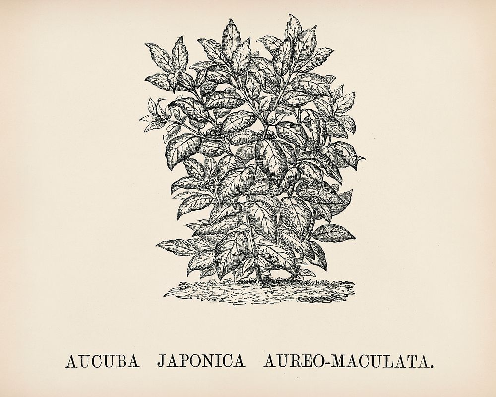 Aucuba Japonica engraved by Benjamin Fawcett (1808-1893) for Shirley Hibberd&rsquo;s (1825-1890) New and Rare Beautiful…
