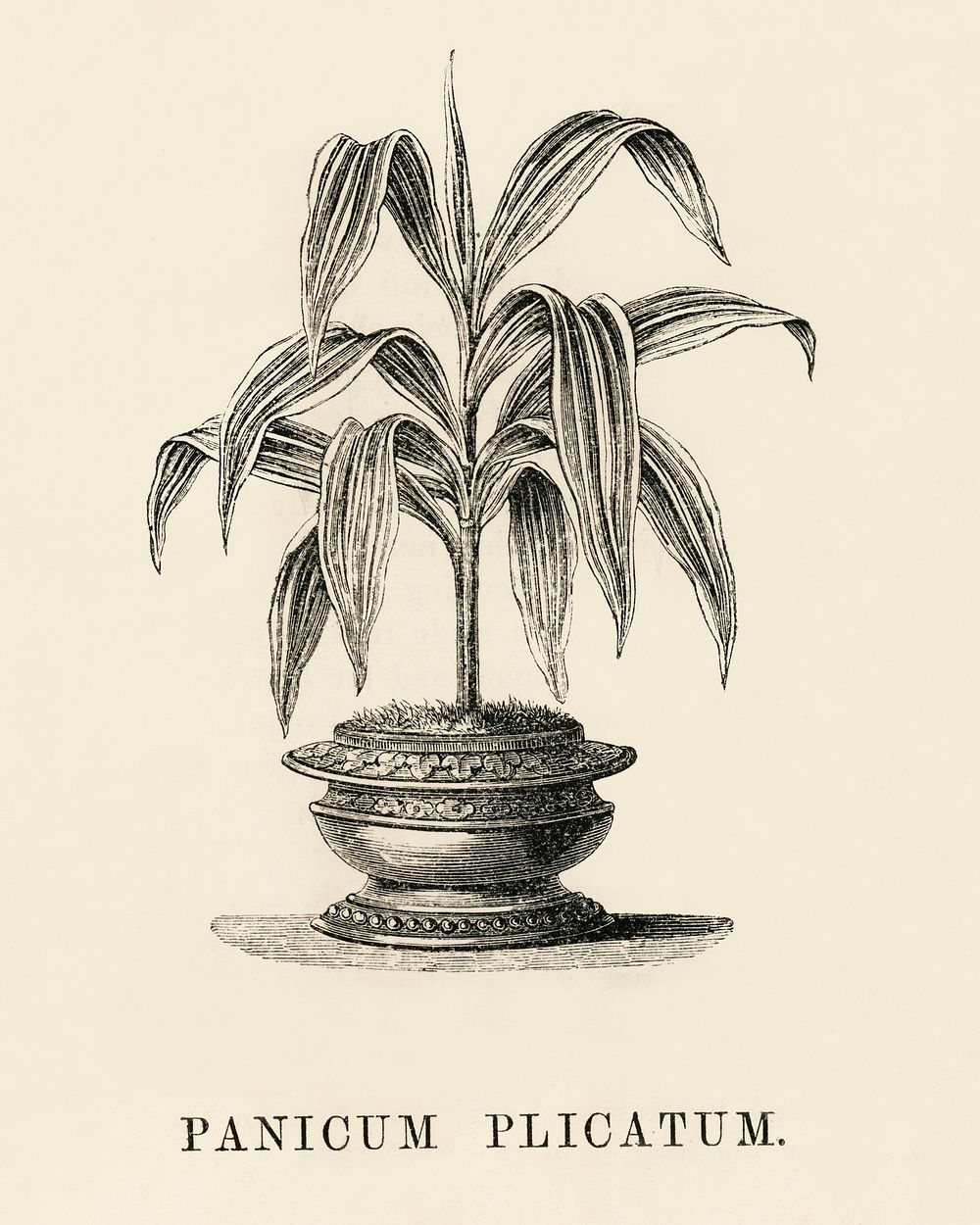 Panicum Plicatum engraved by Benjamin Fawcett (1808-1893) for Shirley Hibberd&rsquo;s (1825-1890) New and Rare Beautiful…