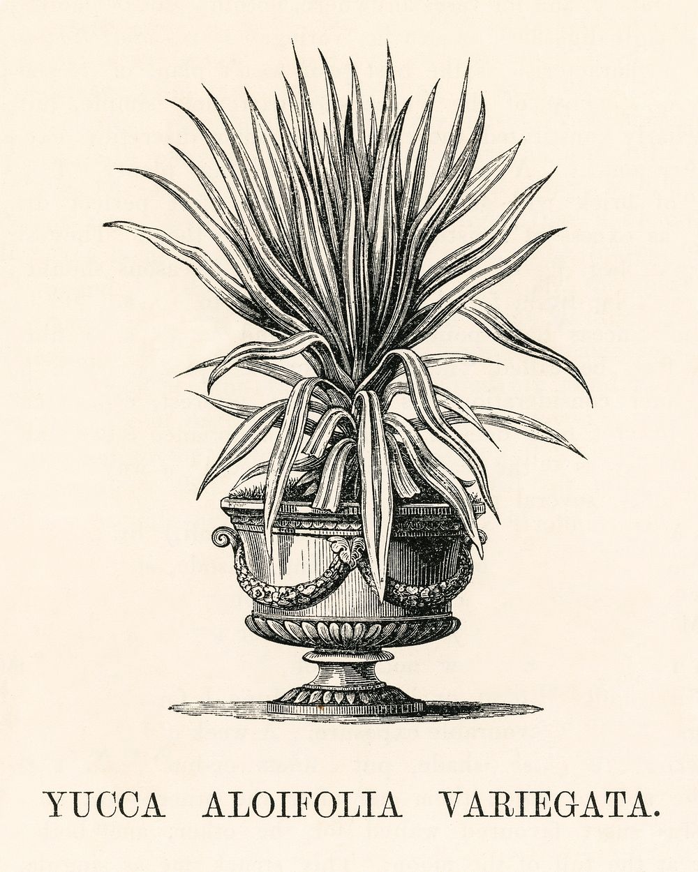 Yucca Aloifolia Variegata engraved by Benjamin Fawcett (1808-1893) for Shirley Hibberd&rsquo;s (1825-1890) New and Rare…