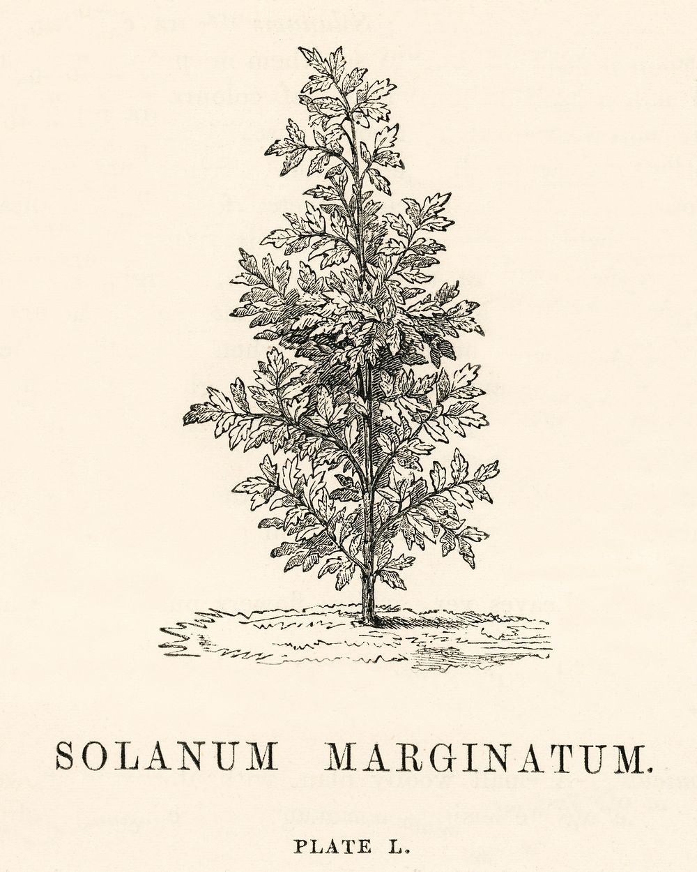 Purple African nightshade (Solanum Marginatum) engraved by Benjamin Fawcett (1808-1893) for Shirley Hibberd&rsquo;s (1825…