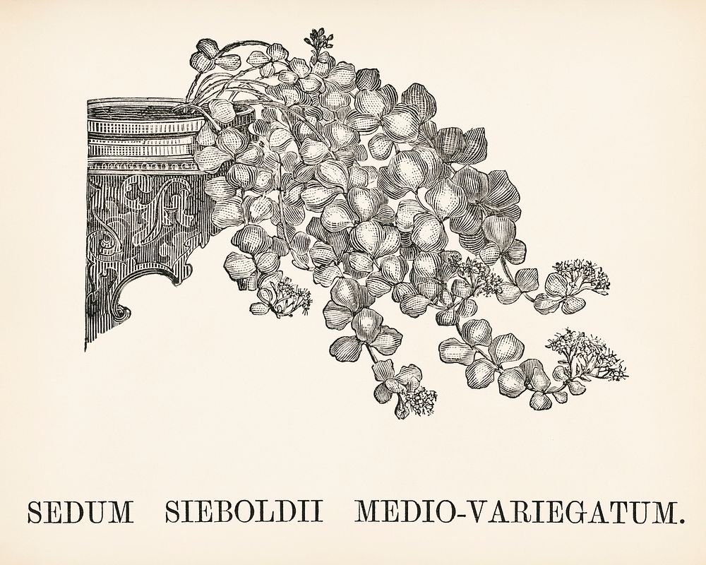 Variegated October Daphne (Sedum Sieboldii Mediovariegatum) engraved by Benjamin Fawcett (1808-1893) for Shirley…