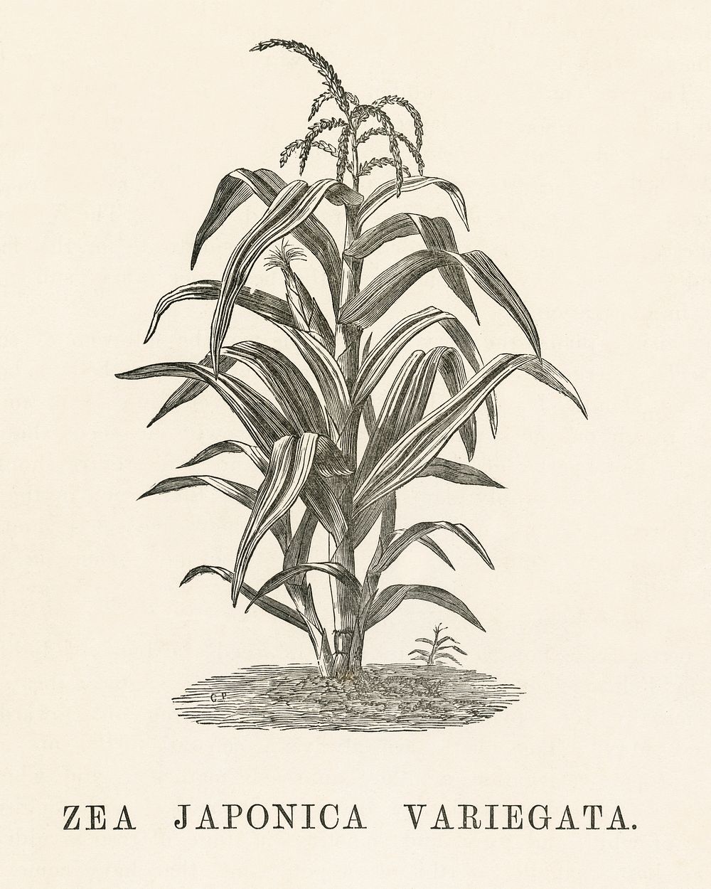 Zea Japonica Variegata engraved by Benjamin Fawcett (1808-1893) for Shirley Hibberd&rsquo;s (1825-1890) New and Rare…