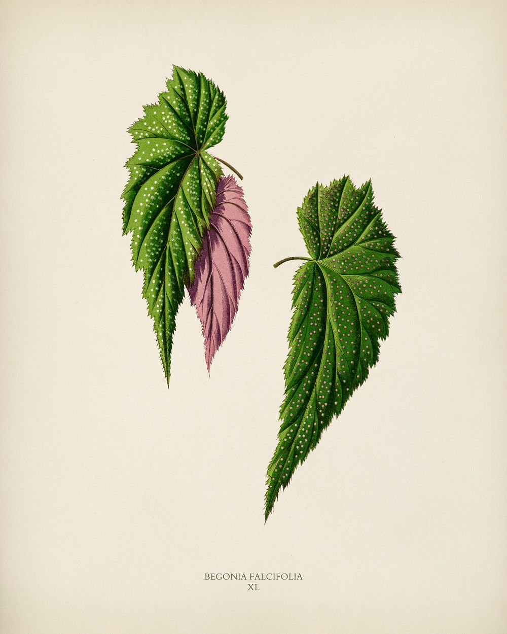 Begonia Falcifolia engraved by Benjamin Fawcett (1808-1893) for Shirley Hibberd&rsquo;s (1825-1890) New and Rare Beautiful…