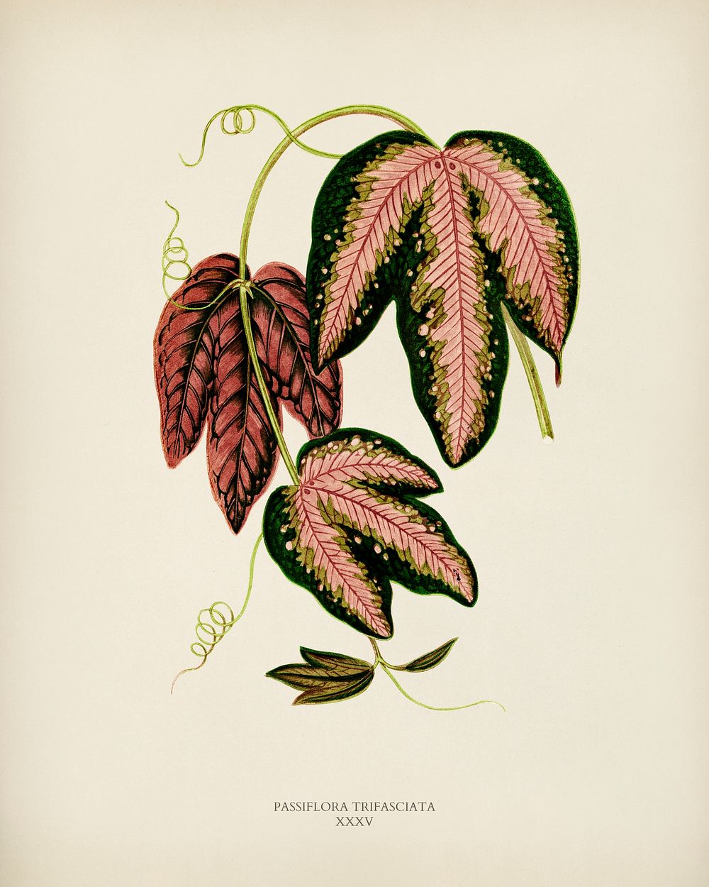 Tri-colored Passion Vine (Passiflora Trifasciata) engraved by Benjamin Fawcett (1808-1893) for Shirley Hibberd&rsquo;s (1825…